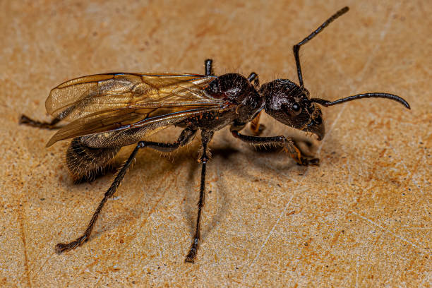 istock Adult Bullet Ant Queen 1433208961