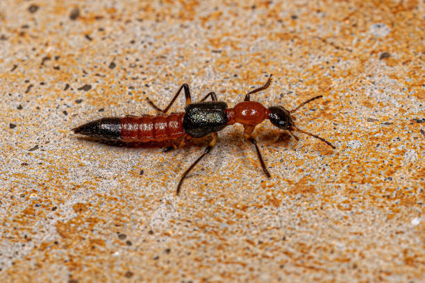 Adult Whiplash Beetle stock photo