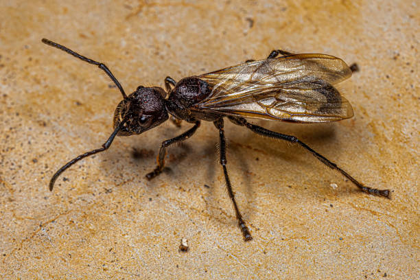 istock Adult Bullet Ant Queen 1433208968