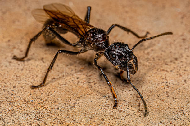 istock Adult Bullet Ant Queen 1433208971