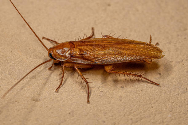 istock Adult Wood Cockroach 1433208974