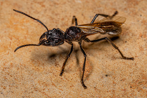 istock Adult Bullet Ant Queen 1433208979