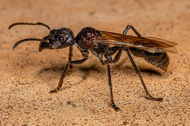 istock Adult Bullet Ant Queen 1433208980