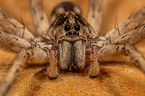 A brown and black striped fishing spider (Dolomedes Tenebrosus) is crawling across a dirty linoleum floor against a brown base board.