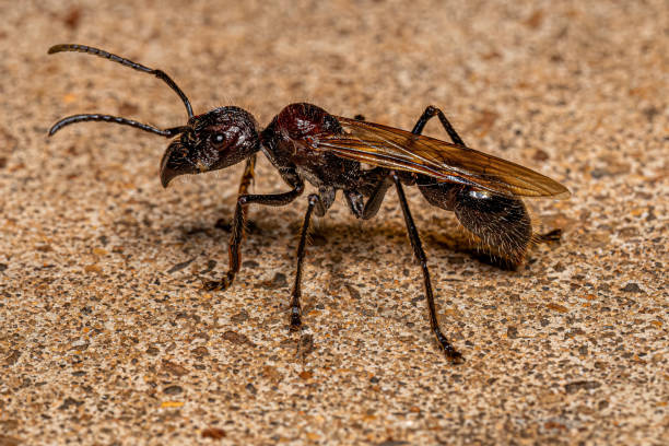 istock Adult Bullet Ant Queen 1433208994