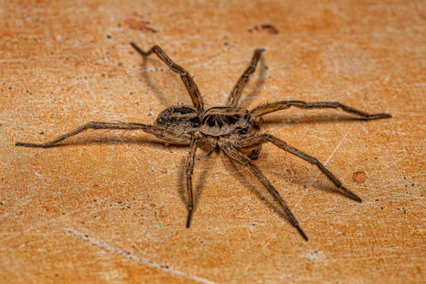 istock Adult Male Wolf Spider 1433209010