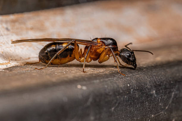 istock Adult Female Carpenter Queen Ant 1433209019