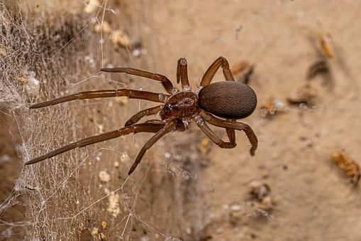 A Giant House Spider Near A Plughole