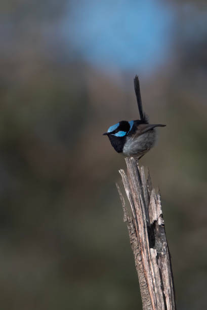 istock Young Superb Fairy Wren 1433209115