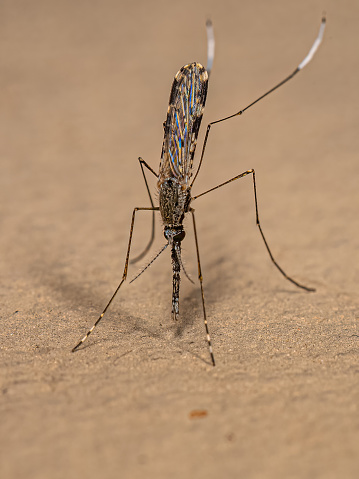 Adult Malaria Mosquito of the Species Anopheles evansae