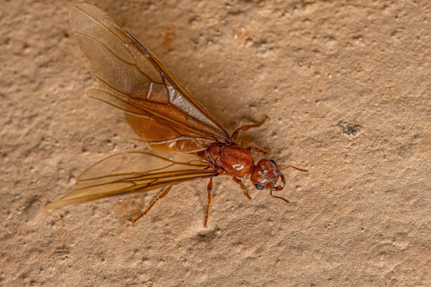 istock Adult Female Winged Thief Queen Ant 1433209122