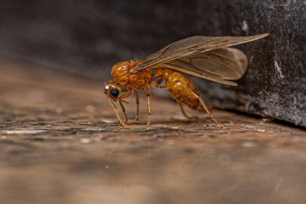 istock Adult Male Winged Thief Ant 1433209127