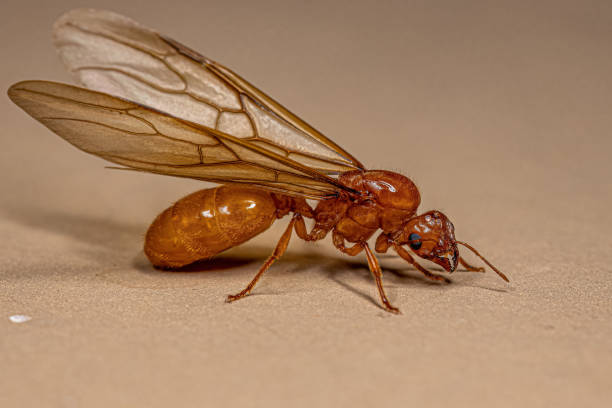 Adult Female Winged Thief Queen Ant