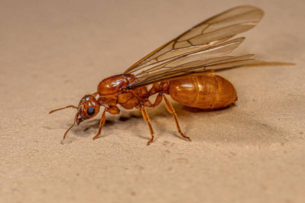 istock Adult Female Winged Thief Queen Ant 1433209151