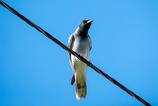 Juvenile Black faced cuckoo shrike perched on a wire