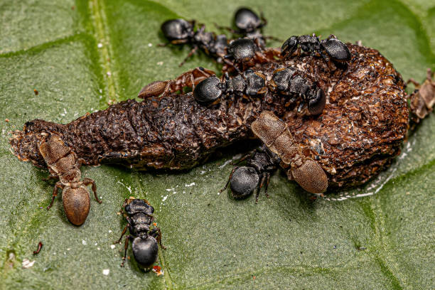 istock Adult Turtle Ants 1433209197