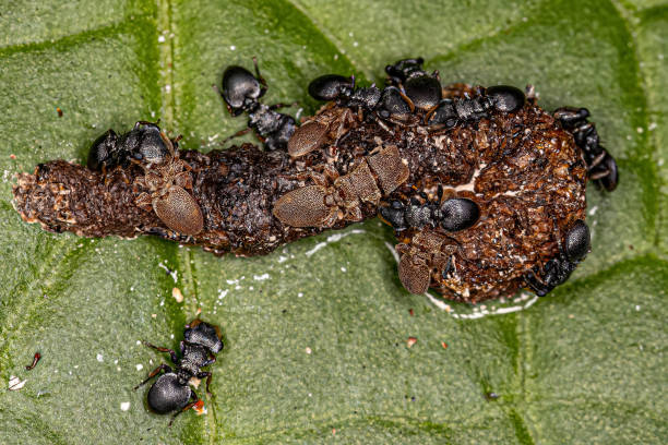 istock Adult Turtle Ants 1433209203