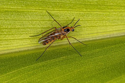 Adult Fungus Gnat of the Family Mycetophilidae