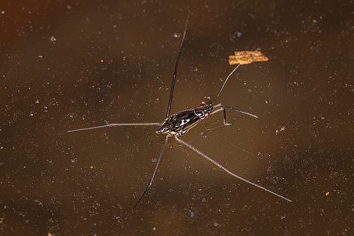 Striped Pond Skater Nymph of the Subfamily Gerrinae