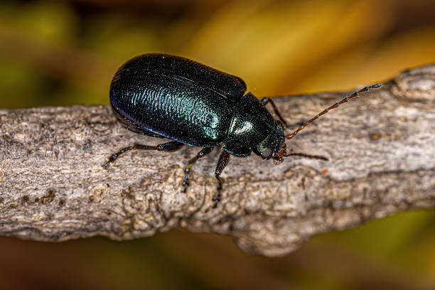 Adult Leaf Beetle Adult Leaf Beetle of the Subfamily Eumolpinae scarab beetle stock pictures, royalty-free photos & images