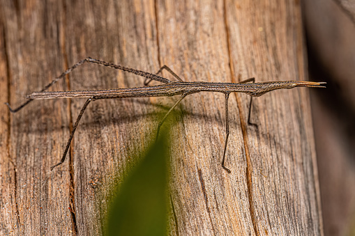 Neotropical Stick Grasshopper of the Family Proscopiidae