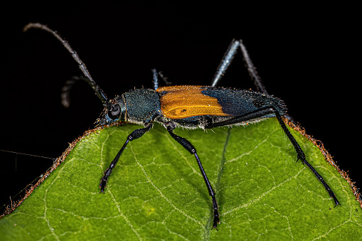 Adult Typical Longhorn Beetle of the Species Chrysoprasis basalis
