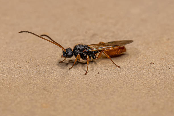 istock Adult Winged Male Ant 1433210058