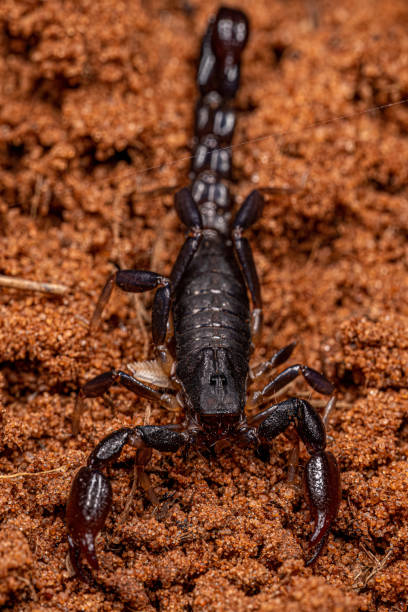 istock arthropod arachnid chelicerate scorpion 1433210097