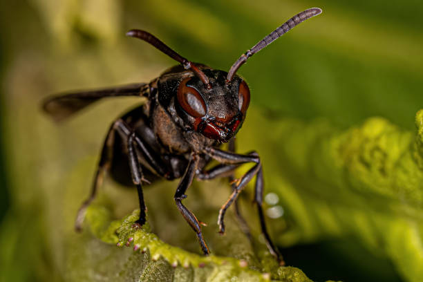 istock Adult Umbrella Paper Wasp 1433210385
