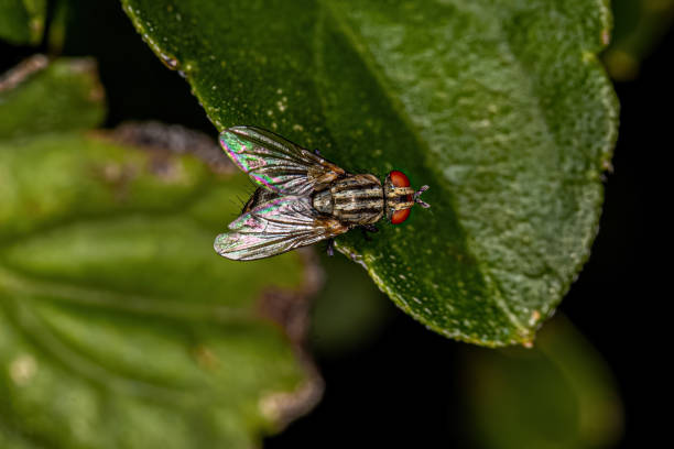 istock Adult Flesh Fly 1433210417