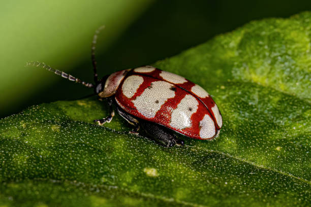 大人ノミビートル - ladybug insect leaf beetle ストックフォトと画像