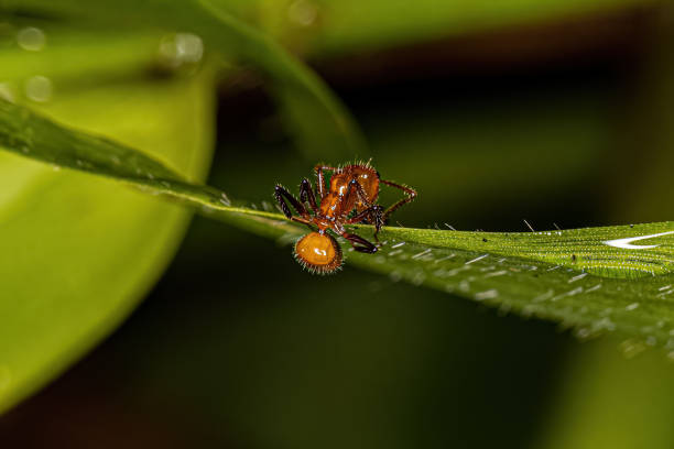 istock Adult Female Carpenter Ant 1433210468