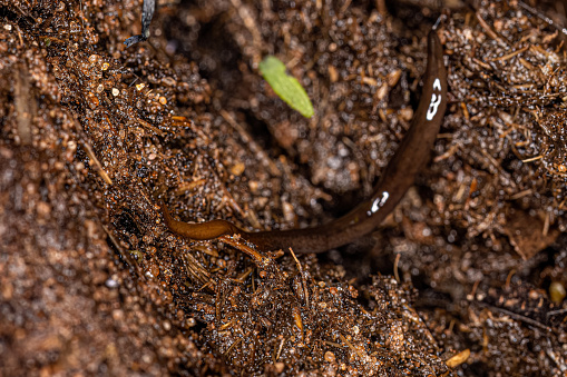 Neotropical Land Planarian of the Family Geoplanidae