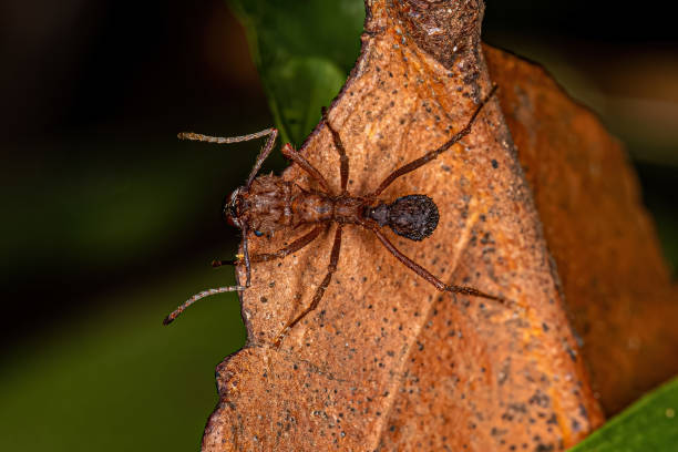 istock Adult Acromyrmex Leaf-cutter Ant 1433210487
