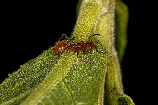 istock Adult Female Carpenter Ant 1433210541