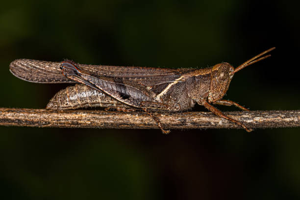 istock Adult Short-horned Grasshopper 1433210639