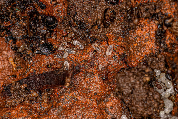 istock Small Adult Myrmicine Ants 1433210651