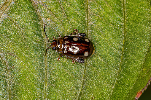 Adult Flea Beetle of the Tribe Alticini