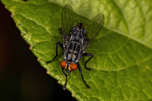 Adult Flesh Fly Adult Flesh Fly of the Family Sarcophagidae flesh fly photos stock pictures, royalty-free photos & images