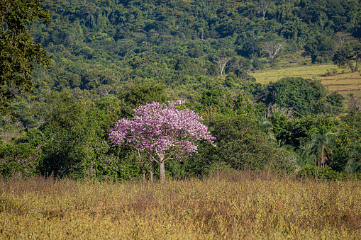 Silk Floss Tree of the species Ceiba speciosa