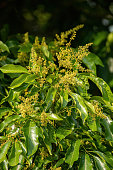 bl%C3%BChende-zweige-des-mangobaums.jpg?b=1&s=170x170&k=20&c=XiElELh3zenchzjIwx-ierOxCsUBCXJld5CYuNw_QRA=