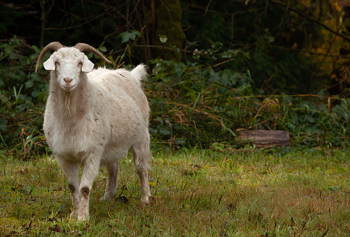 a white goat stares ahead