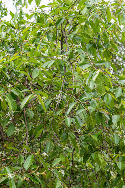 istock flower of the Tree called Mangaba 1433212630