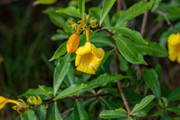 istock Allamanda Flowering Plant 1433212933