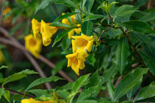 istock Allamanda Flowering Plant 1433212934