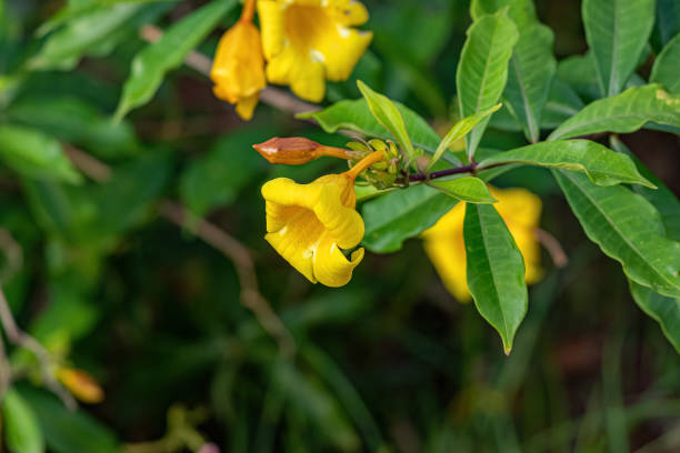 istock Allamanda Flowering Plant 1433212935