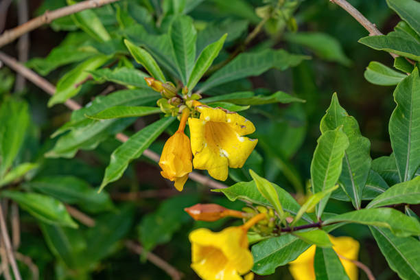 istock Allamanda Flowering Plant 1433212936