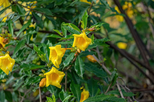 istock Allamanda Flowering Plant 1433212970