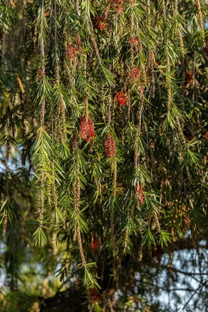 Bottlebrush Flowering Tree of the Genus Melaleuca