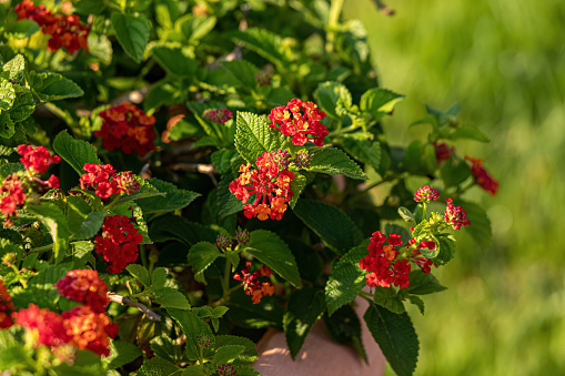 Red Flower of Common Lantana of the species Lantana camara with selective focus